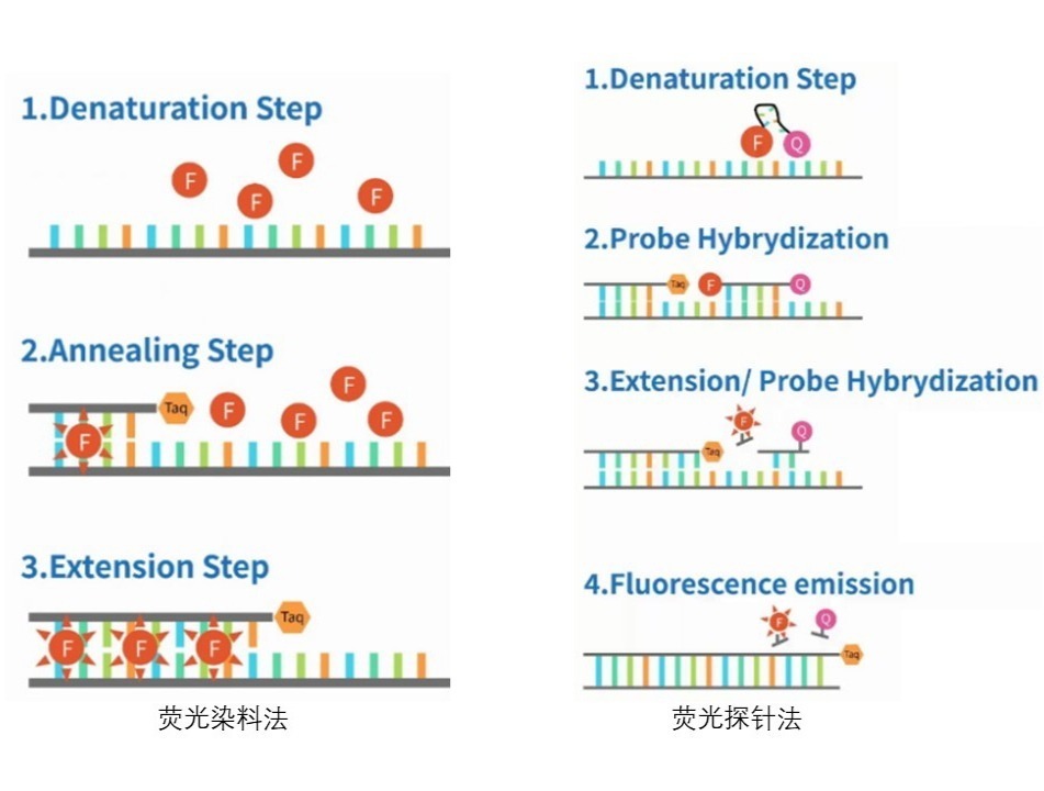 实时PCR解决方案 - 点成生物