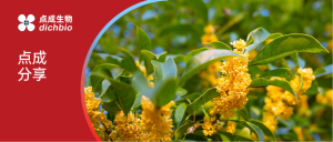 点成分享 | 11月的上海，还有桂花香！手把手教你用实验室神器复刻季节限定香氛