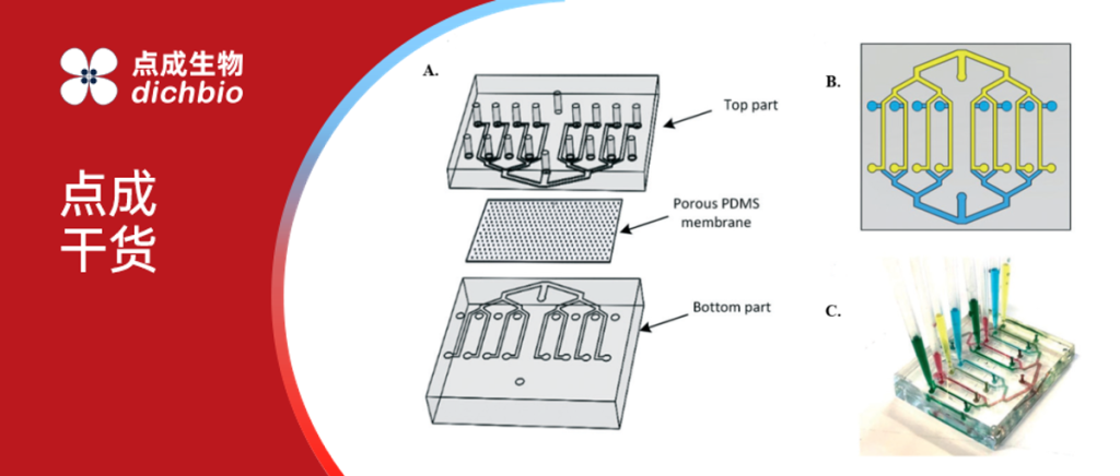 微流控专题 | 微流控血脑屏障芯片：打开大脑研究的黑匣子