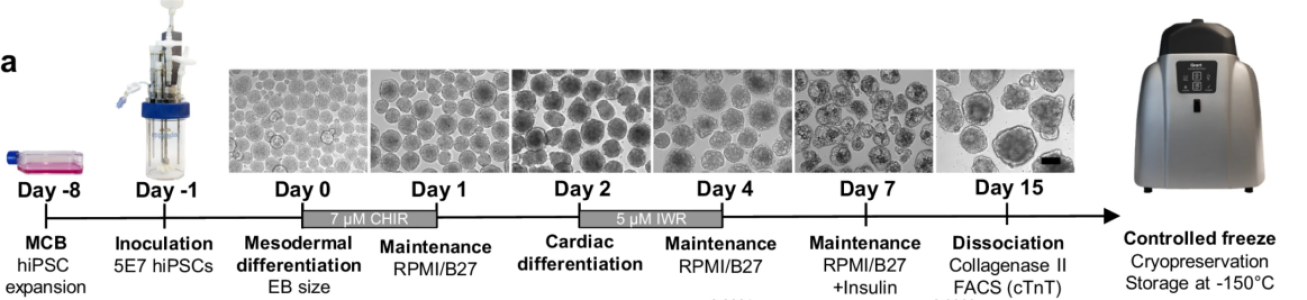 图1.优化后的生物反应器心脏分化方案示意图 图片引自 Prondzynski, M. et al., Nat Commun 15, 5929 (2024), 已根据知识共享署名许可（CC BY 4.0）进行使用。 许可链接： http://creativecommons.org/licenses/by/4.0/.）